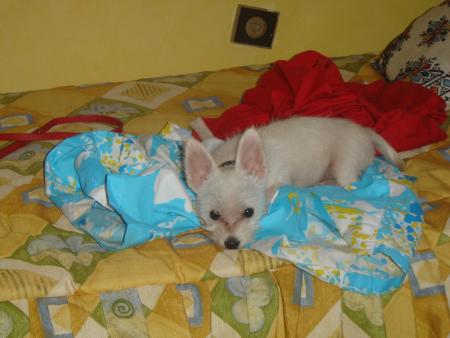 mon ti chien
