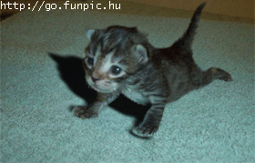 chat pompe